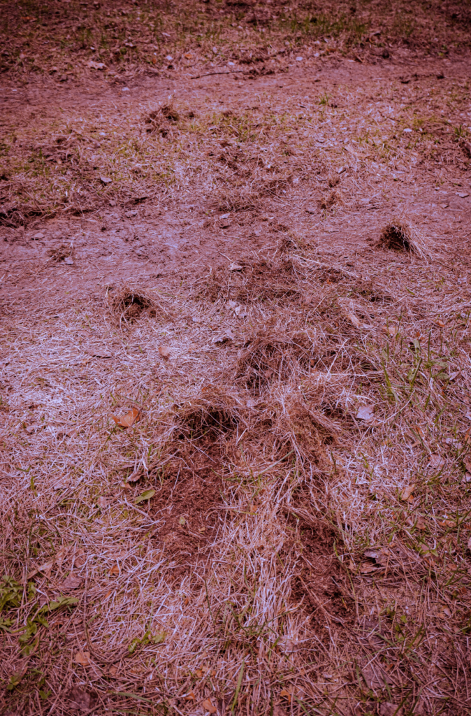 Rozdrapywanie gleby to jedna z wilczych metod na znaczenie terytorium