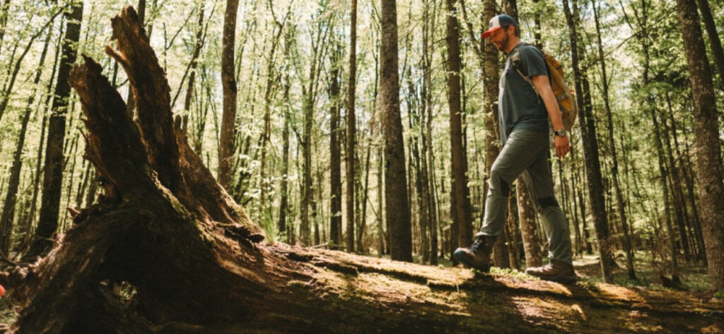 Polish primeval forests