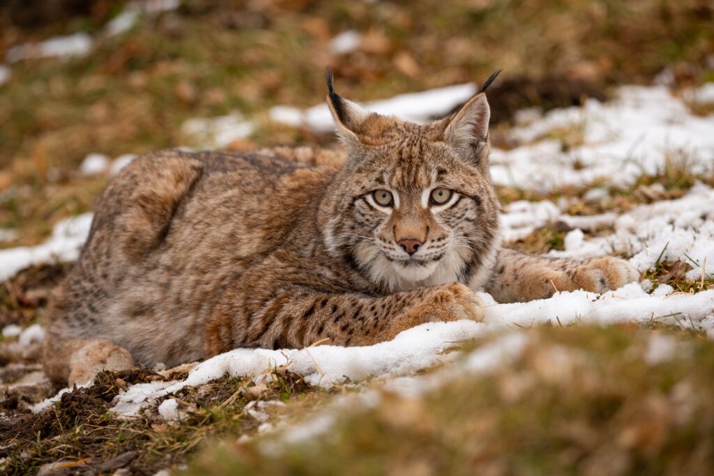 lynx