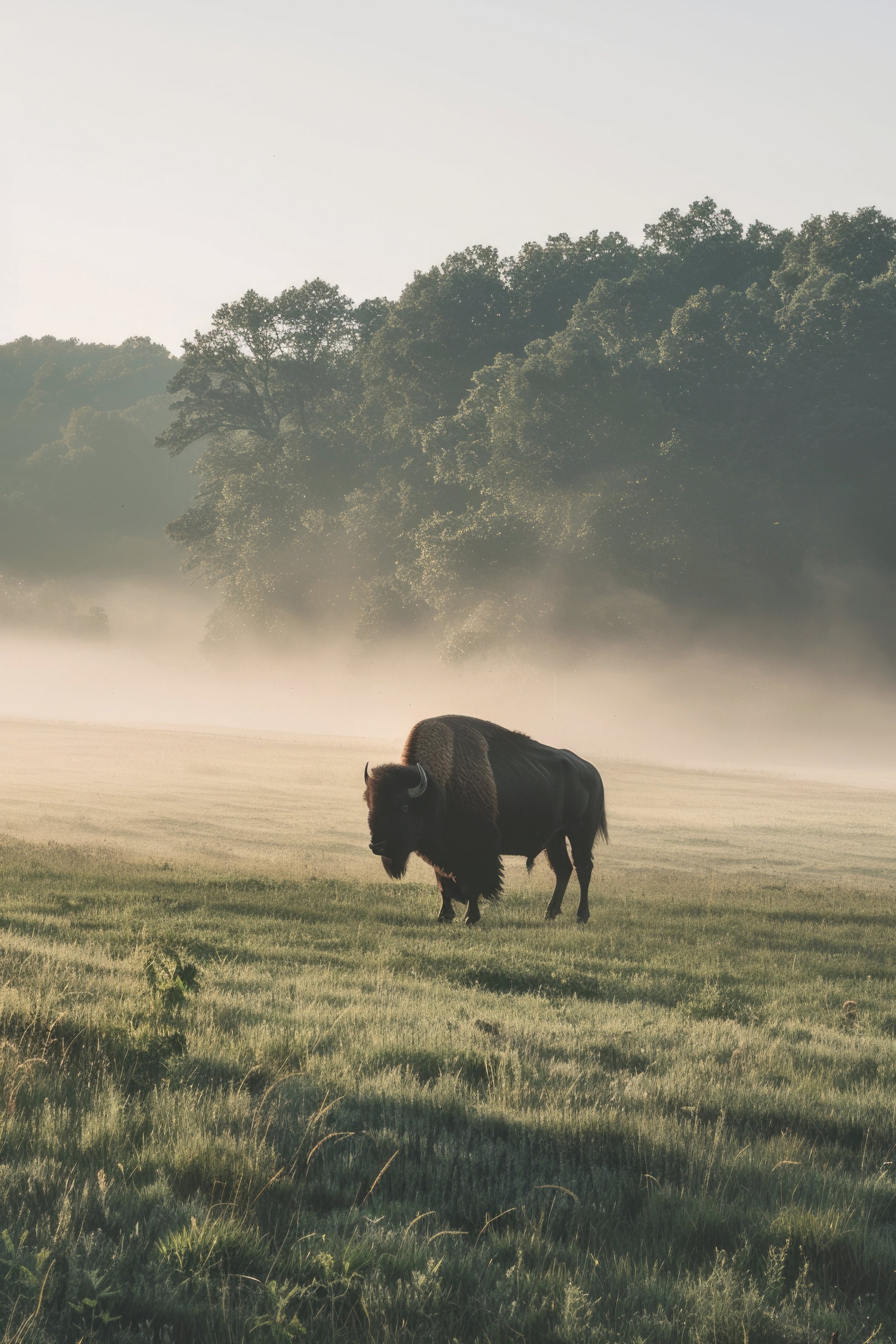 bison-wild-sunny-day-wild-bialowieza-forest