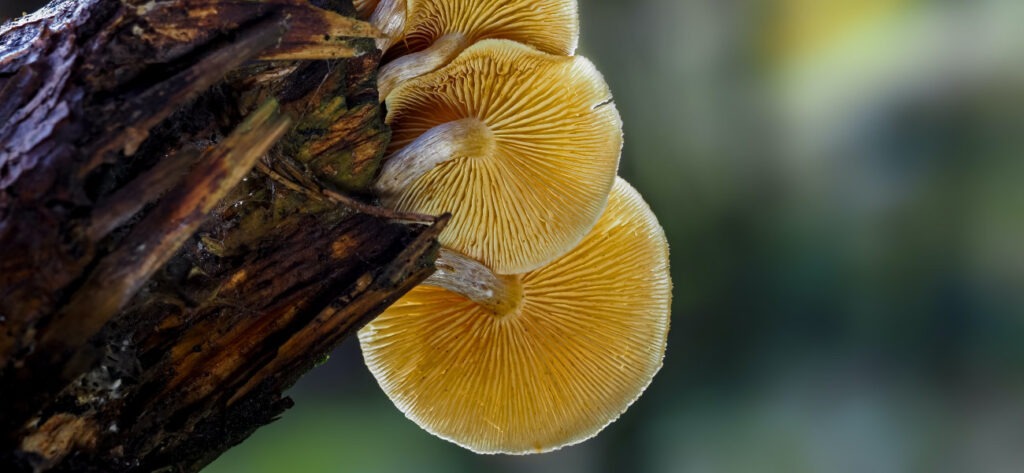 fungus