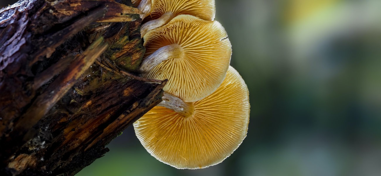 fungus