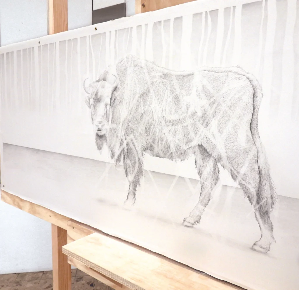bison Amy Dover