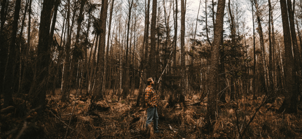 forest