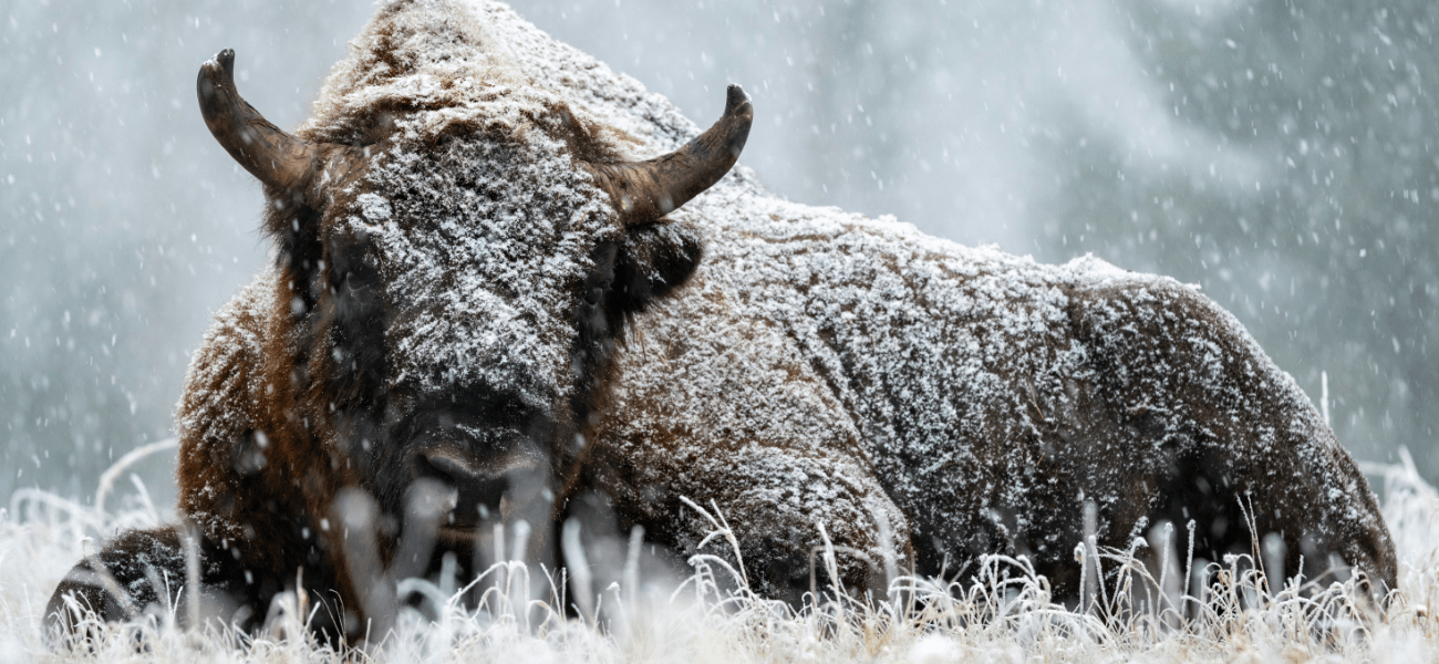 bison