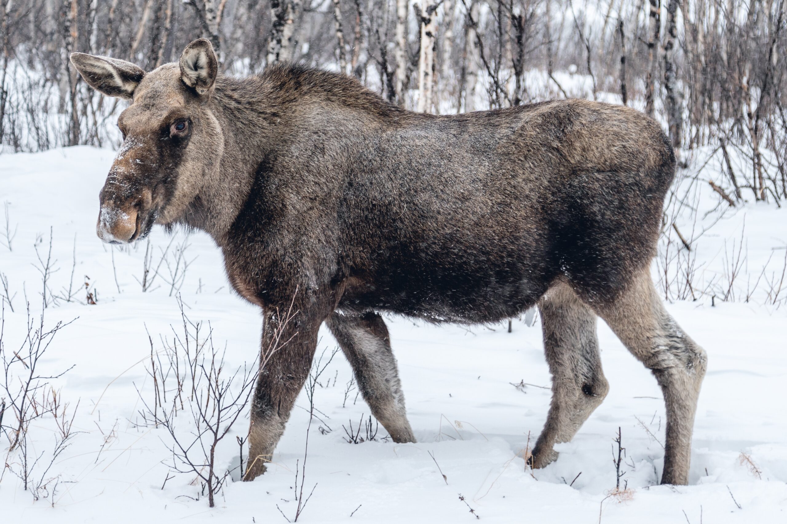 moose