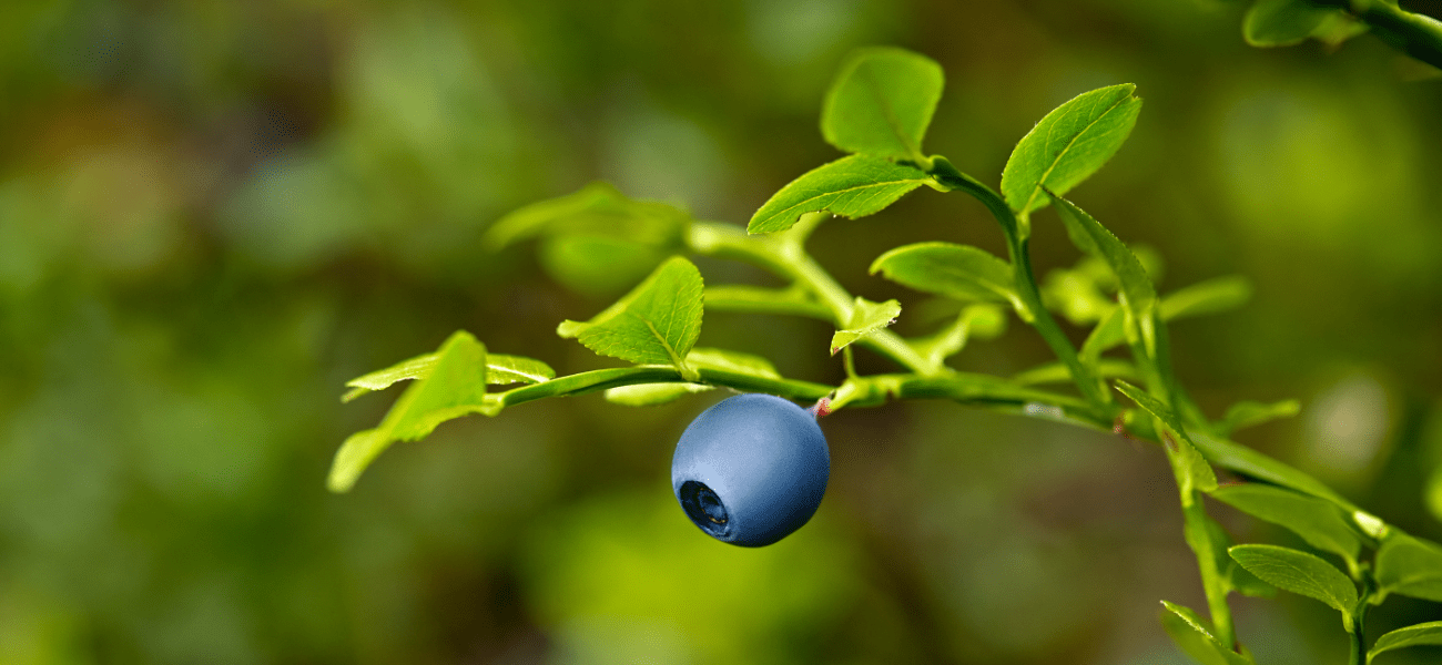 blueberry